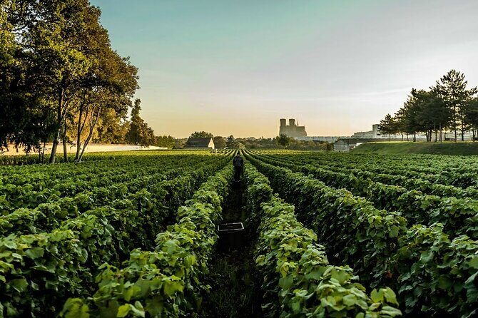 Private Tour to the best Champagne Wineries from Paris - The Experience in Detail