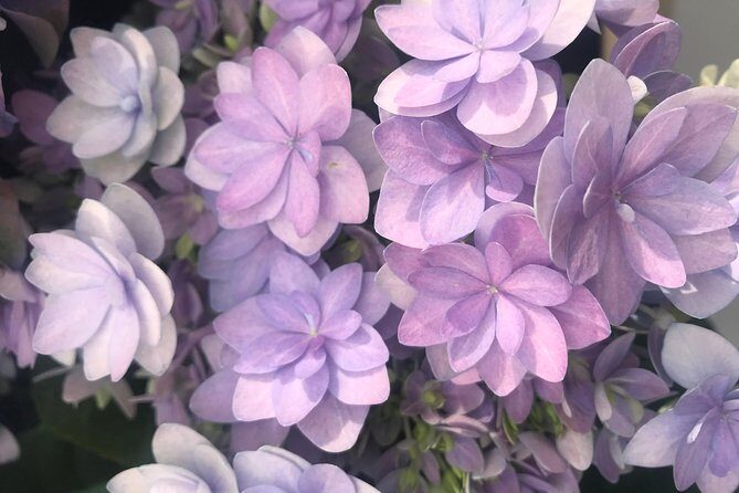 Private Tour to the Keukenhof and Tulip Fields - The Itinerary: What to Expect