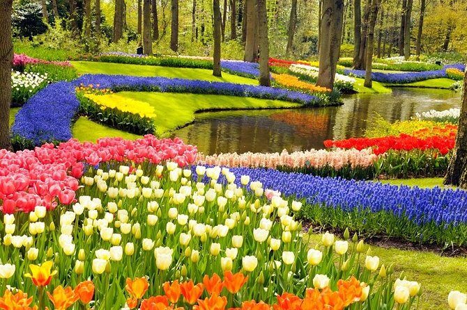 Private Tour to the Keukenhof and Tulip Fields - Real Experiences from Past Travelers