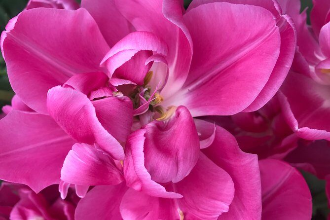 Private Tour to the Keukenhof and Tulip Fields - The Sum Up