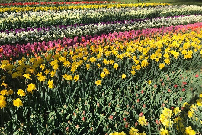 Private Tour to the Keukenhof and Tulip Fields - FAQs