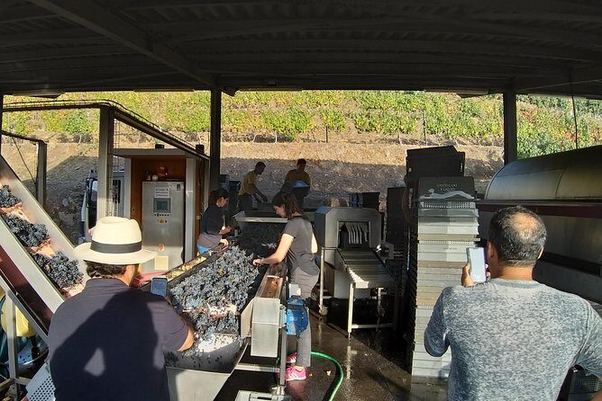 Private Tour to the rock art of Côa Park, Pinhão and Winery - The Value of the Experience