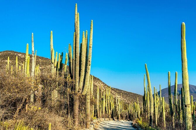Private Tour to the Tehuacán Biosphere Reserve - Key Points