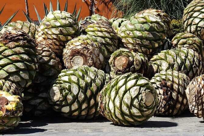 Private Tour to the Tehuacán Biosphere Reserve - Who Should Consider This Tour?