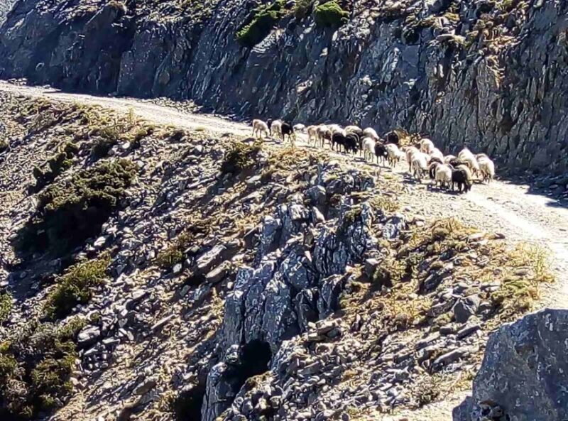 Private Tour to The White Mountains & Samaria from Above - The Price and What You’re Getting