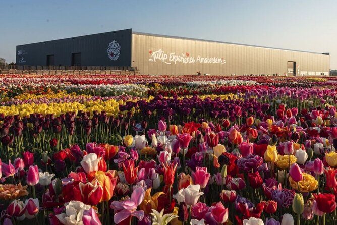 Private Tour to Tulips, Keukenhof, Windmills & Cheese Farm - FAQ
