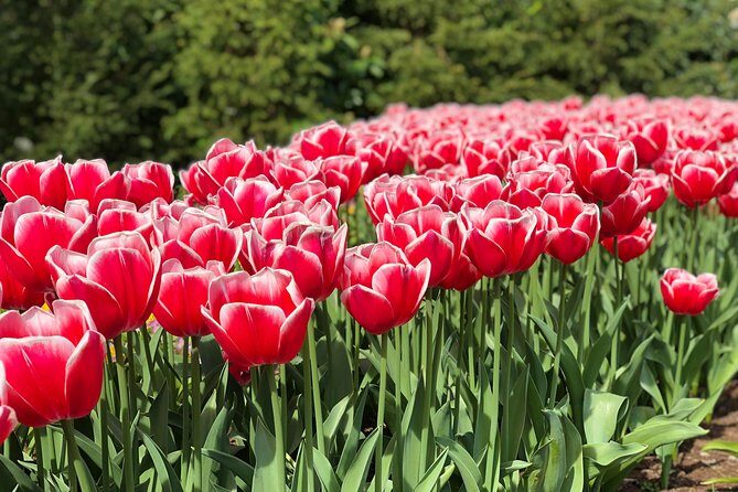 Private Tour to Windmills Zaanse Schans +Keukenhof - 7 Hours - Frequently Asked Questions