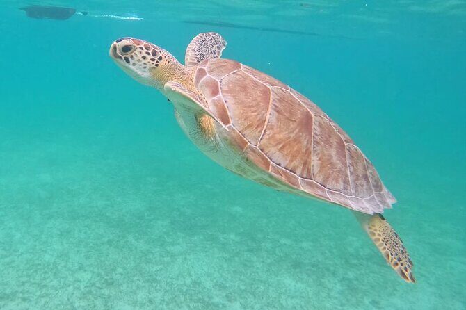 Private Tour: Turtle Swim & Underground Cenote - What to Expect From This Tour