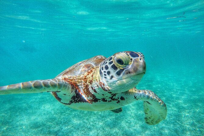 Private Tour: Turtle Swim & Underground Cenote - Who Is This Tour Best For?