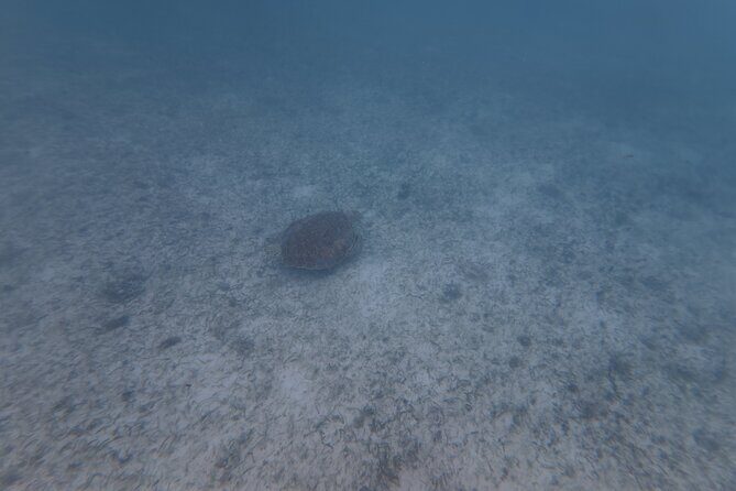 Private Tour: Turtle Swim & Underground Cenote - FAQs