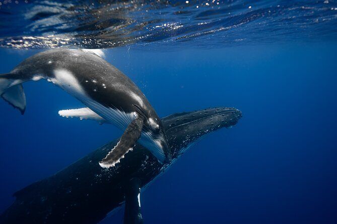 Private tour whale watching and snorkeling in Moorea - Key Points