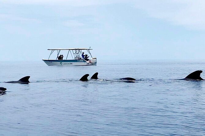 Private tour whale watching and snorkeling in Moorea - Conclusions
