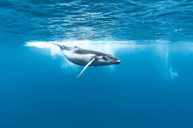 Private tour whale watching and snorkeling in Moorea - FAQ
