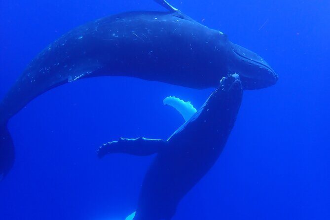 Private Tour Whale Watching Half Day Tour - A Closer Look at the Whale-Watching Experience in Moorea