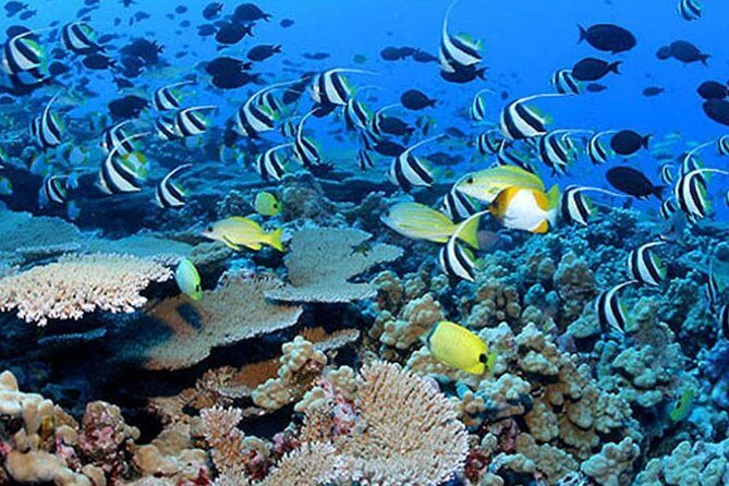 Private Tours Beach Entry - Sea Scooters Guided with videos - FAQ