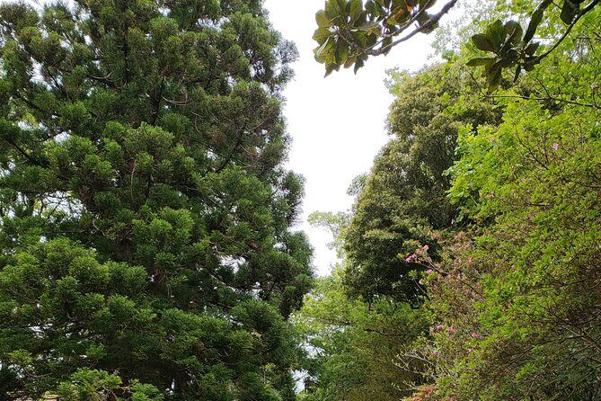 Private Tours Best spots (views) in So Miguel Island - Who Should Book This Tour?