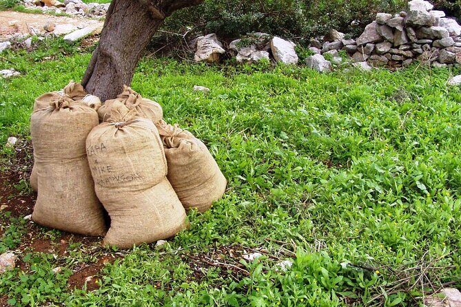 Private Tour:Visit of Agricultural Farm and free time in Olympia - A Closer Look at the Experience