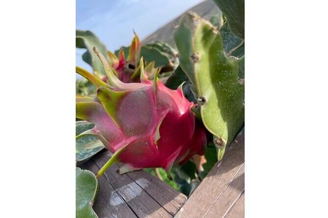 Private Traditional Olive Grove and Dragon Fruit Farm Tour - Exploring the Private Traditional Olive Grove and Dragon Fruit Farm Tour in Crete