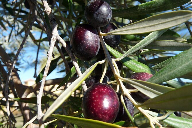 Private Traditional Olive Grove and Dragon Fruit Farm Tour - Key Points
