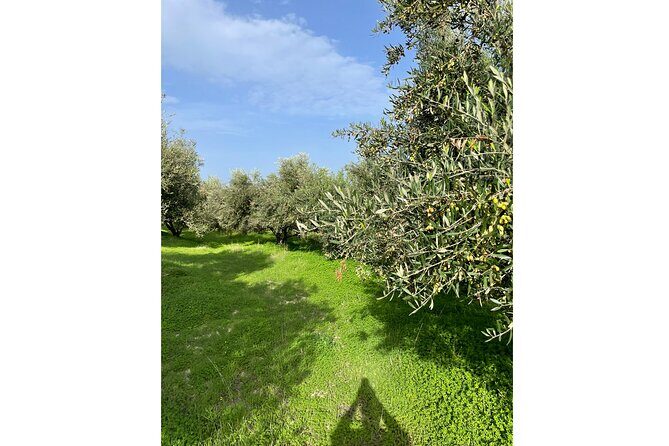 Private Traditional Olive Grove and Dragon Fruit Farm Tour - Practical Details and Considerations