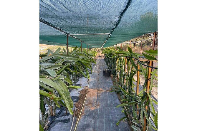 Private Traditional Olive Grove and Dragon Fruit Farm Tour - Final Thoughts: Who Is This Tour Best For?