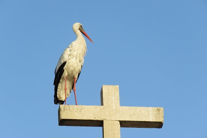 Private Transfer From Faro Airport to Albufeira (up to 4 pax) - Who Is This Service Best For?