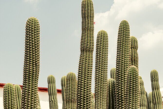 Private Transfer from San Miguel de Allende to Mexico City - The Sum Up