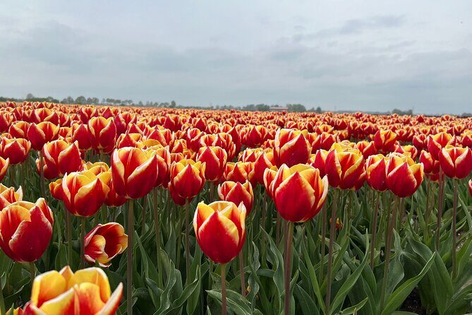 Private transfer Schiphol (AMS) to or from Rotterdam - Why This Transfer Might Be Right for You