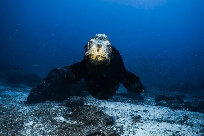 Private Trip Espiritu Santo Island - The Perfect Spot for Lunch and Relaxation