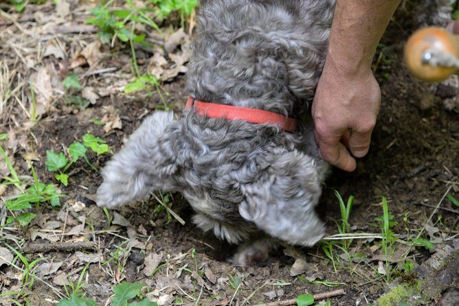 Private Truffle Hunting in Chianti - Key Points