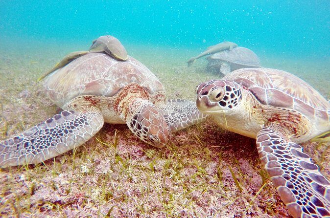 Private Tulum Ruins and Swim with Turtles - FAQ