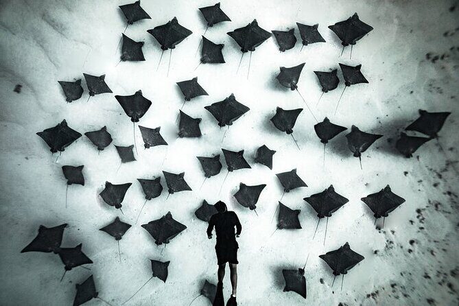 Private Turtle and Ray Tour Rarotonga - Key Points