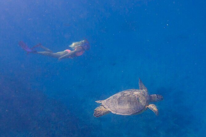 Private Turtle Snorkel & Cruise Waikiki - Who Is This Tour For?