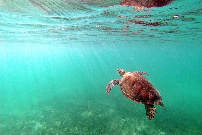 Private Turtles & Cenotes Adventure - Who Will Love This Tour?
