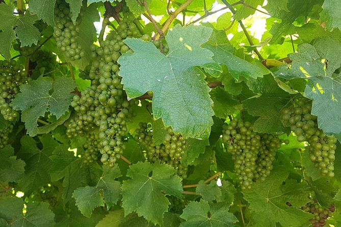 Private Txakoli Wine Tour through the Coast from San Sebastian - The Itinerary: What to Expect