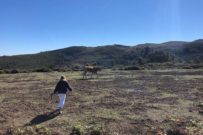Private Typical Portuguese Picnic in Serra de Monchique - Exploring the Picnic Experience in Serra de Monchique