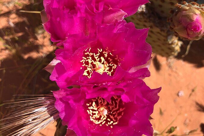 Private Valley of Fire Hiking and Sightseeing Adventure - What to Expect from the Valley of Fire Private Tour