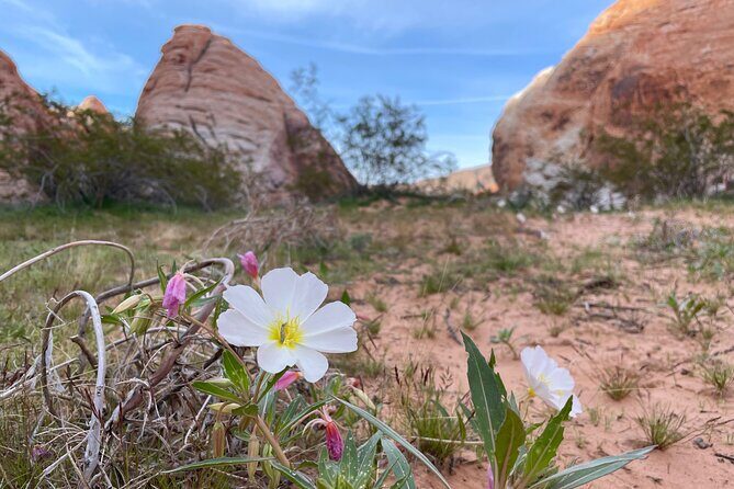 Private Valley of Fire Hiking and Sightseeing Adventure - FAQs
