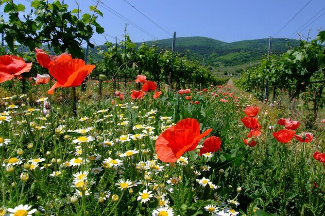 Private Vienna Woods Wine Tour - Exploring the Private Vienna Woods Wine Tour: A Detailed Look