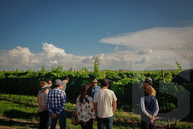 Private Vineyard and Wine Testing Tour From Guanajuato - Final Words
