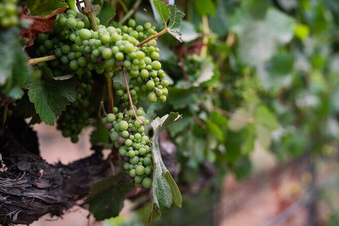 Private Vineyard Tour and Wine Tasting - Final Words