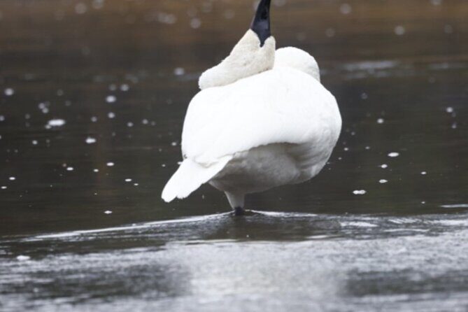 Private/VIP Wildlife Winter Safari of Yellowstone - FAQs About the Yellowstone Private Wildlife Safari