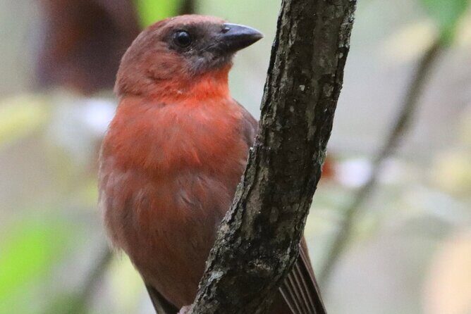 Private VW Beetle Tour to See Mexican Birds, Turtles & Monkeys - A Close Look at the Itinerary