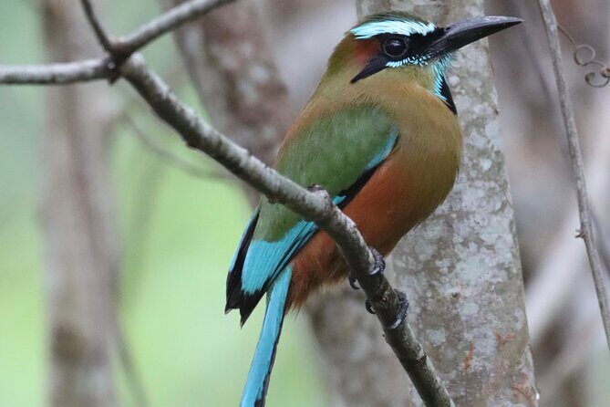 Private VW Beetle Tour to See Mexican Birds, Turtles & Monkeys - Final Thoughts