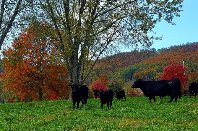 Private Walking Tour of a Real Working Cattle Ranch - Frequently Asked Questions