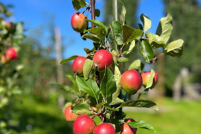 Private Waterfalls and Wonders Tour in Norway - Who Should Consider This Tour?