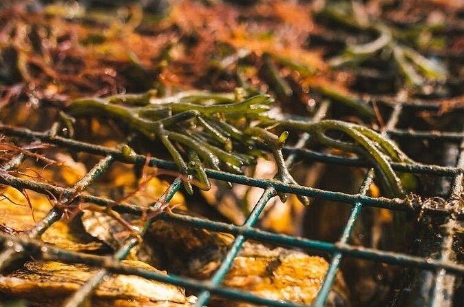 Private West Passage Oyster Tasting Aquaculture Tour - Is This Tour Right for You?