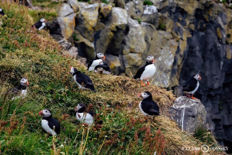Private Westman Islands with Puffins and Belugas (Up to 8p) - Practical Details & Considerations