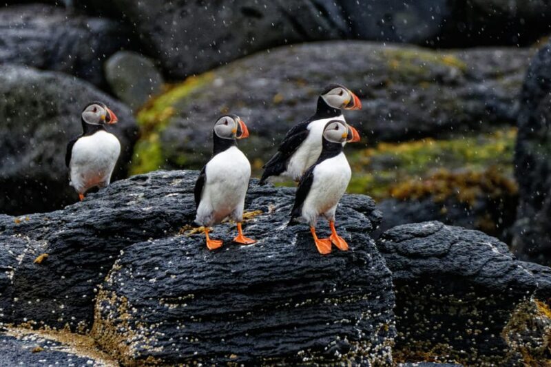 Private Westman Islands with Puffins and Belugas (Up to 8p) - FAQ