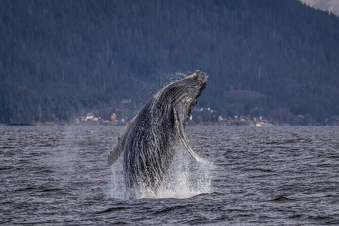 Private Whale and Wildlife Viewing - Exploring the Private Whale and Wildlife Viewing Tour in Hoonah